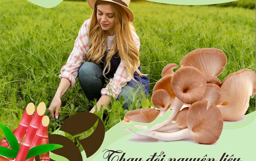 Dự án: Sản xuất nấm bào ngư xám từ bã mía và bã cà phê